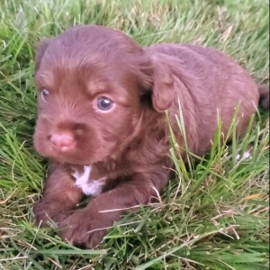 Aussiedoodle Puppy Cheyenne
