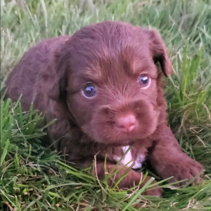Aussiedoodle Puppy Cheyenne