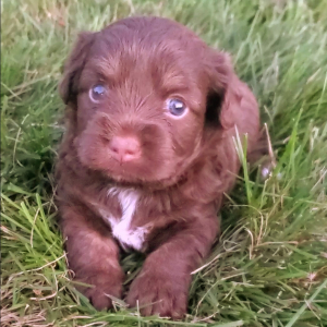 Aussiedoodle Puppy Cheyenne