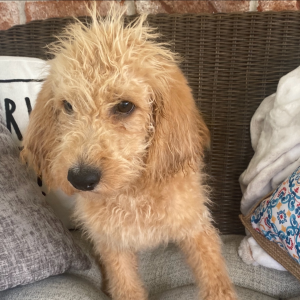 Labradoodle Puppy Eleanor