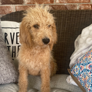 Labradoodle Puppy Eleanor