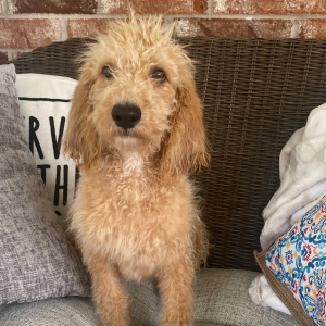 Labradoodle Puppy Eleanor