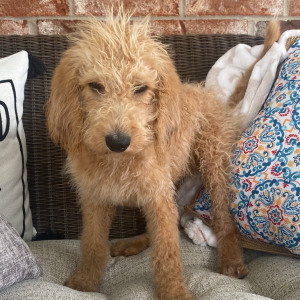 Labradoodle Puppy Eleanor