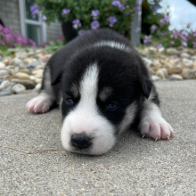 Siberian Husky Puppy Gladys