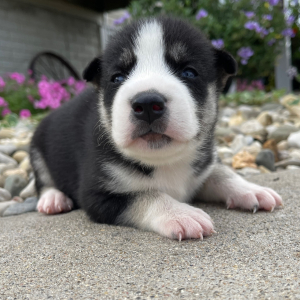 Siberian Husky Puppy Gladys