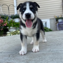 Siberian Husky Puppy Gladys