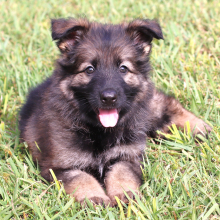 German Shepherd Dog Puppy Piper