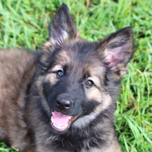 German Shepherd Dog Puppy Piper