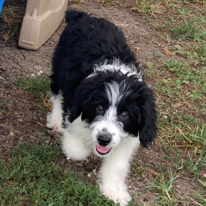 Aussiedoodle Puppy Luna