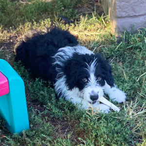 Aussiedoodle Puppy Luna