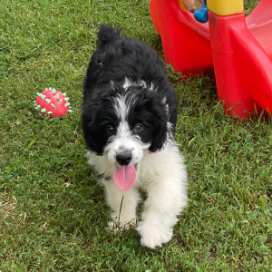 Aussiedoodle Puppy Luna