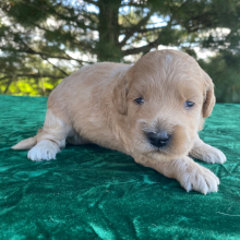 Goldendoodle Puppy Maleah