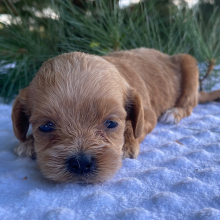 Labradoodle Puppy Kimi
