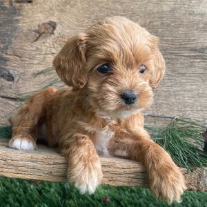 Labradoodle Puppy Kimi