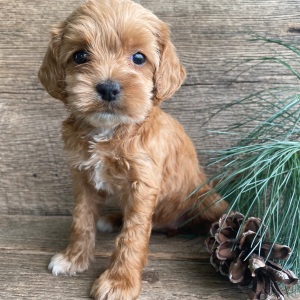Labradoodle Puppy Kimi