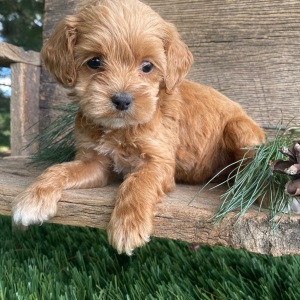 Labradoodle Puppy Kimi