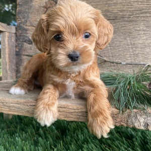 Labradoodle Puppy Kimi