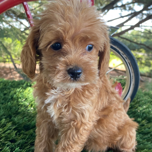 Labradoodle Puppy Kimi