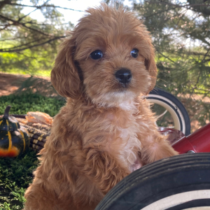 Labradoodle Puppy Kimi
