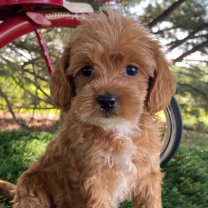 Labradoodle Puppy Kimi