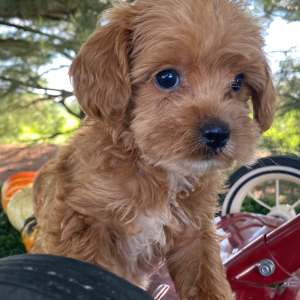 Labradoodle Puppy Kimi