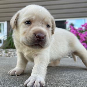 Labrador Retriever Puppy Lucky