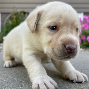 Labrador Retriever Puppy Lucky