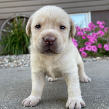 Labrador Retriever Puppy Lucky