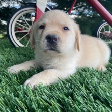 Labrador Retriever Puppy Lucky