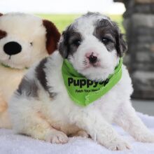 Bernedoodle Puppy Lukey