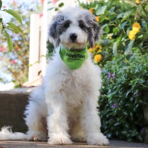 Bernedoodle Puppy Lukey