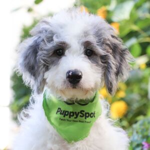 Bernedoodle Puppy Lukey