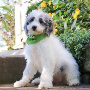 Bernedoodle Puppy Lukey