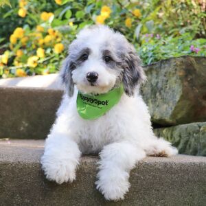 Bernedoodle Puppy Lukey