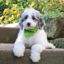 Bernedoodle Puppy Lukey