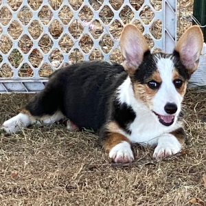 American Corgi Puppy Khayleigh