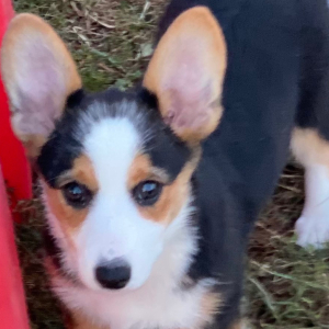 American Corgi Puppy Khayleigh