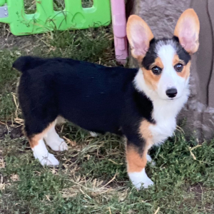 American Corgi Puppy Khayleigh