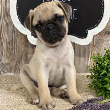 Pug Puppy Fred