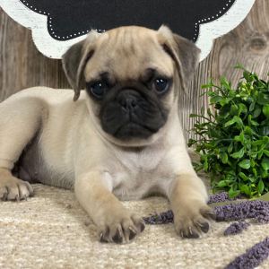 Pug Puppy Fred