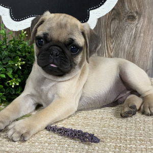Pug Puppy Fred