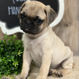 Pug Puppy Fred