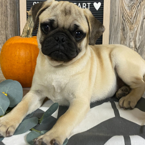 Pug Puppy Fred
