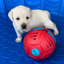 Labrador Retriever Puppy Gwyn
