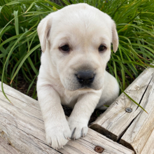 Labrador Retriever Puppy Gwyn