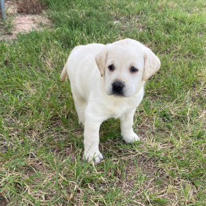 Labrador Retriever Puppy Gwyn