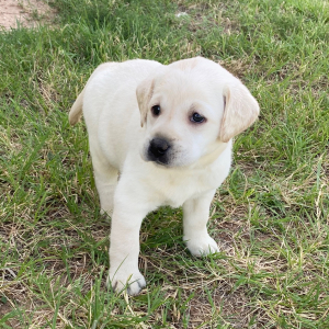 Labrador Retriever Puppy Gwyn