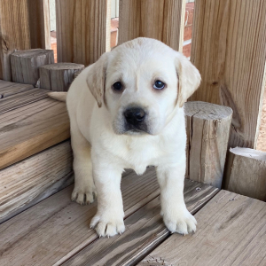 Labrador Retriever Puppy Gwyn