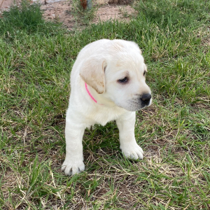Labrador Retriever Puppy Gwyn