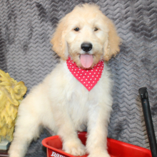 Goldendoodle Puppy Shane